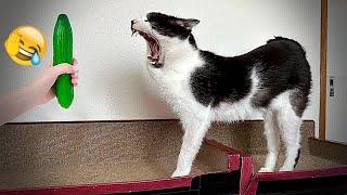 IMPOSSIBLE TRY NOT TO LAUGH  Funniest Catss 2024 