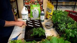 How to Use Worm Castings for Your Tomato & Vegetable Seed Starts: Starting Tomatoes NO Grow-Lights!