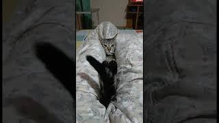 1234- My funny cats #thoughtsforliving #lily #kittu #catshorts #funnycats #catvideos #shorts #kitten