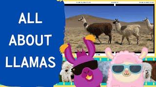 All about Llamas | Fun English Lesson for Kids