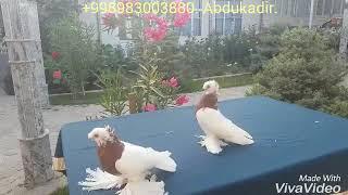 Узбекские голуби декоративные,короткоклювые капканчинни.