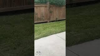 Silver chinchilla cat Joy meets a bunny for the first time #silverchinchillacat