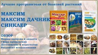 Максим, Максим Дачник, Синклер - лучшие фунгицидные протравители. Обзор средств от болезней растений