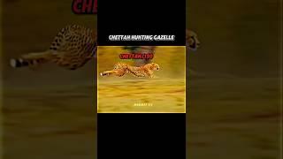 Lion vs Cheetah hunting comparison again gazelle#animals#wildlife#lion#cheetah#shorts