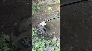 E-лопата! Expand IT- electric shovel  AQTT-03