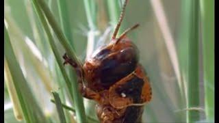 Plague of Locusts Timelapse | Wild Africa | BBC Earth