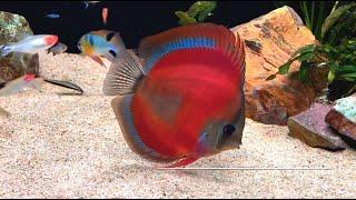 The Enchanting Angels by Amit Devare. Gorgeous Blue Rim Red Cover Discus