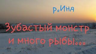 Рыбалка на р.Иня. Подводная съёмка. Много рыбы в кадре.#рыбалка #fishing #улов #pike #short