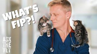 What is feline infectious peritonitis, or FIP? | ASK THE VET with Dr Scott Miller