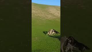 Central Asian Shepherds Real Fight-Sagi Dahmarda #shorts