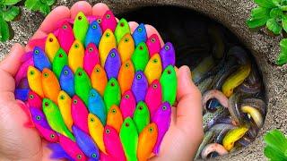 Surprised Catch Mini Colorful Aquarium Fish In Surprise Egg Toys, Turtle | Aquarium Fish Compilation