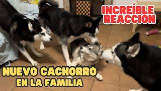 Un CACHORRO NUEVO en la Familia ¡Increíble Reacción de mis Huskies!