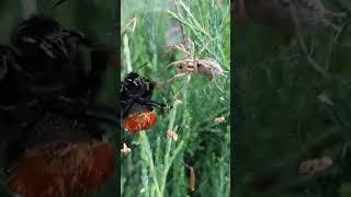 SPIDER  vs Bumblebees  !!!