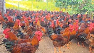 Harvesting egg & Release the Chicken Rosster to the garden, Daily work in Poultry Farming