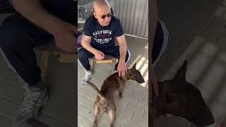 Bullterrier  ￼