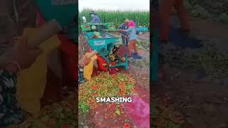 Why They SMASH Watermelons Like This #Shorts #Facts #DidYouKnow #QuickFacts