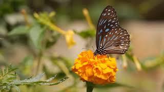 Beautiful butterfly  on the flower ️