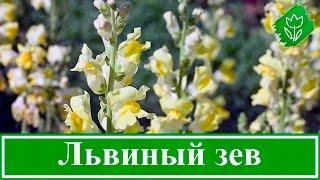 Цветок львиный зев – посадка и уход, выращивание львиного зева из семян