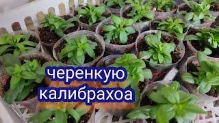 Черенкую калибрахоа Результат укоренения калибрахоа в кокосовых пробках