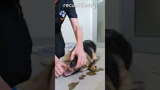 How to intubate a dog #veterinary #vetacademy #shorts #vetresources #clinicalskills #endotracheal