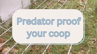 Predator proof your coop! #raisingchickens #chickentractor #hoopcoop #diy #homestead