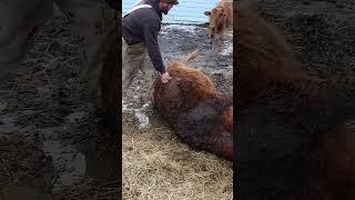 Saving a Calf's Life!