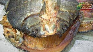 Dried crucian carp, brine salting of big crucian carp, fish recipes from fisherman dv.27rus