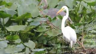 Great Egret Fishing6