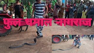 वोतरा सूखा गाव से पकड़ा फुल धमाल साप । बहुत ही गुस्सैल साप । most venomous snake cobra rescue in ...