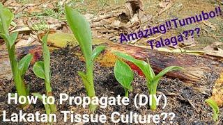 『How to Propagate (DIY) Lakatan Tissue Culture』