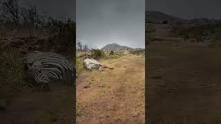 The injured zebra meets the crocodile. Animal world. The wonderful moments of the animal world.