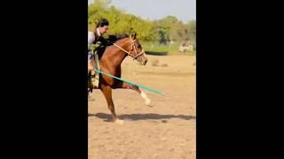 Nazabazi with Mubashar Tiwana#beautifulhorses #horse #pakistan#punjab #youtube#youtubeshorts