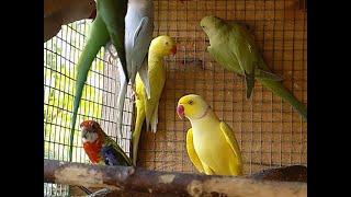 papugi aleksandretty obrożne, nowy zakup,Indian Ring neck,Psittacula krameri #birds #parrot #aviary