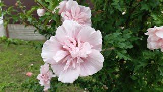 Óriás virágú mocsári hibiszkusz, rózsaszín virágú mályvacserje, kárdi