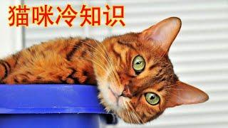 11个猫界冷知识，你对猫咪了解多少？【Hi科普啦】