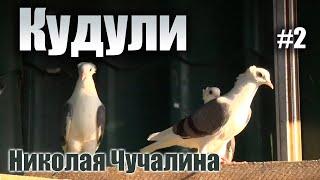 Кудули - голуби Николая Чучалина. Часть 2.