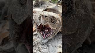 Musk Turtle vs Alligator Snapping Turtle! #alligatorsnappingturtle #muskturtle #wildlife