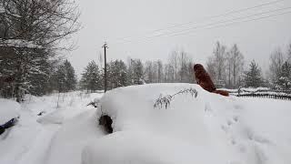 Монгольская овчарка - банхар. Утро. Осмотр территории.