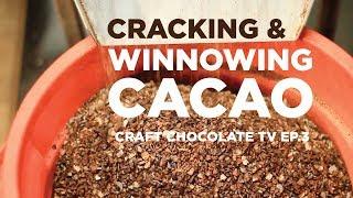 Cracking & Winnowing Cacao - Episode 3 - Craft Chocolate TV