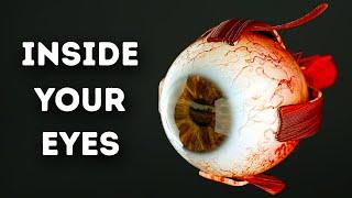 What Happens Inside Your Eyes - 3D Animation