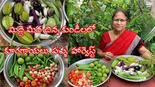 Harvest || మిద్దె మీద చిన్న కుండీలలో పళ్ళు కూరగాయలు