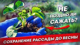 Ответ на самый частый вопрос осени. Как сохранить рассаду. Не поздно ли сажать.