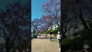 Jacaranda Walk in Brisbane (@OziTraveler)