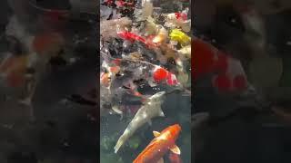 My Pond is FULL of Koi Fish!