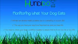 Monitoring What Your Dog Eats