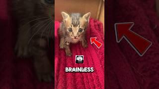 Being Dumb Saved Him From Being Eaten️#straycat #kitten #cat