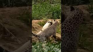 Leopard's DEADLY Ambush Catches Alligator Off Guard!