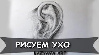 Как нарисовать УХО человека карандашом / Рисует Алёна Скобцова/ [Kazyava Art]