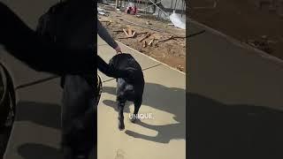 Her dog put his paw prints in the concrete at her new business 