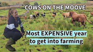 COWS on the mooove! Expensive year to get into farming